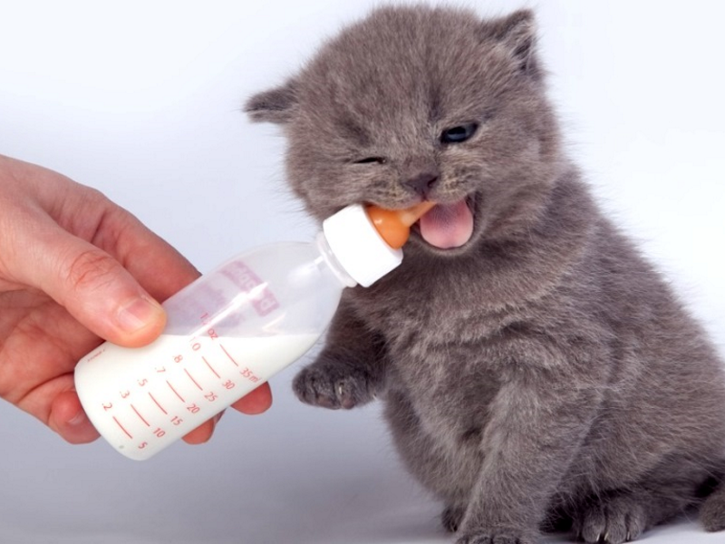 Как кормить котят, которых рано разлучили с матерью – «Зооаптека»