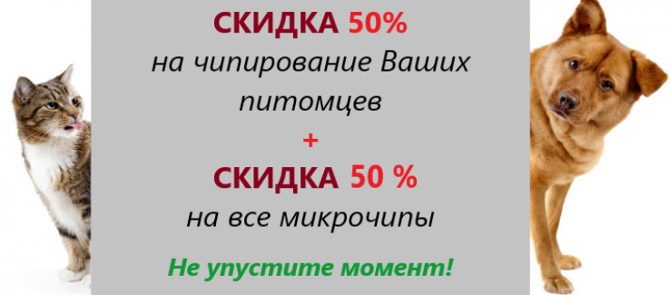 чипир 5.png